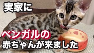 実家にベンガルの赤ちゃんが来た