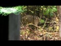 Bone Collector Indiana Whitetails