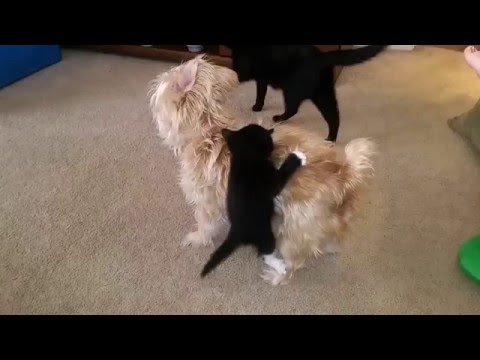 Cat Jumps Over Fence To Get Away From Dog Cat Jumps Over Fence To Get Away From Dog