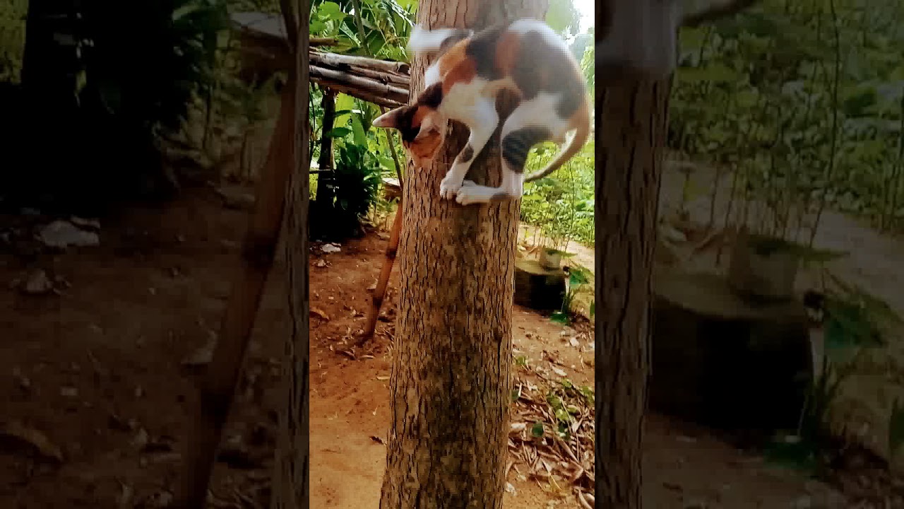 Cat climbing tree | the kitten went up the tree | Cat jumps from tree | funny cat videos