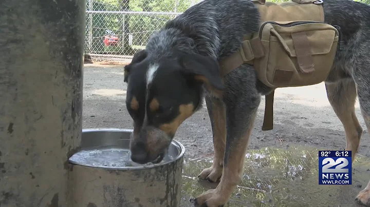 How to identify heat stroke in your dog