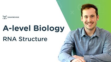 RNA Structure | A-level Biology | OCR, AQA, Edexcel