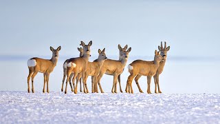 Нашествие косуль в Омской области | Нашел несколько сотен косуль в угодьях