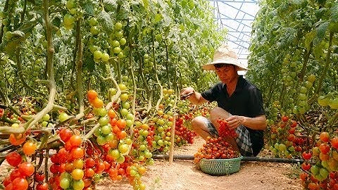 ỨNG DỤNG CÔNG NGHỆ CAO TRONG SẢN XUẤT NÔNG NGHIỆP