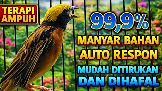 Manyar Gacor Ngerol Panjang – Masteran Ampuh Biar Cepat Bunyi 🔊
