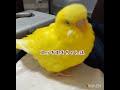 仁王立ちのトリ