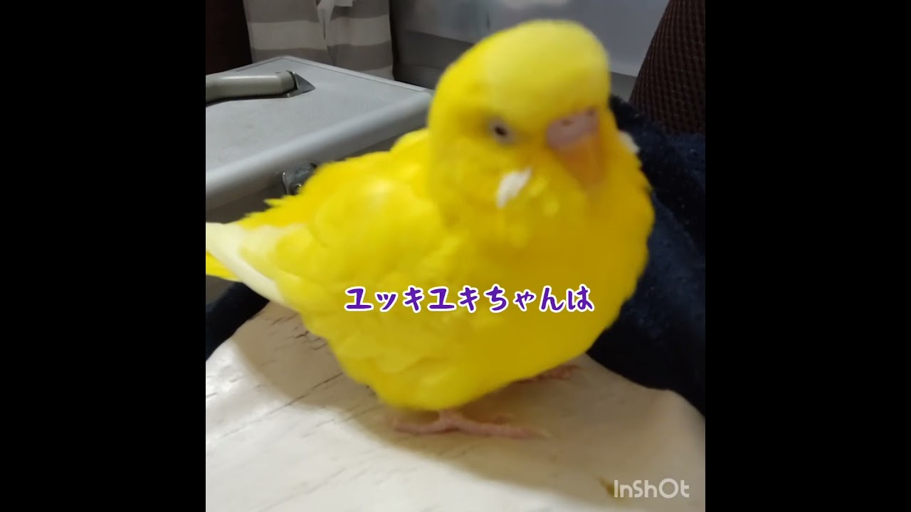 仁王立ちのトリ