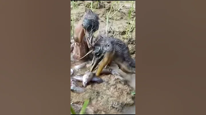 2 Baby heron birds feeding in rice field #shorts - DayDayNews
