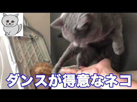 【猫】ダンスが得意なネコ【ブリティッシュショートヘア】