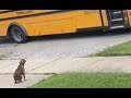 Pet Puppy Waits Patiently For School Bus to Greet Little Boy