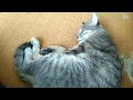 Сонная кошка