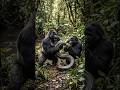 Gorilla vs Giant Python 😱🐍 | Jungle Ka Sabse Dangerous Encounter!