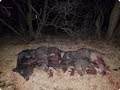 2 Sounders, 11 Hogs, 18 Bonus Pigs - Thermal Hunt