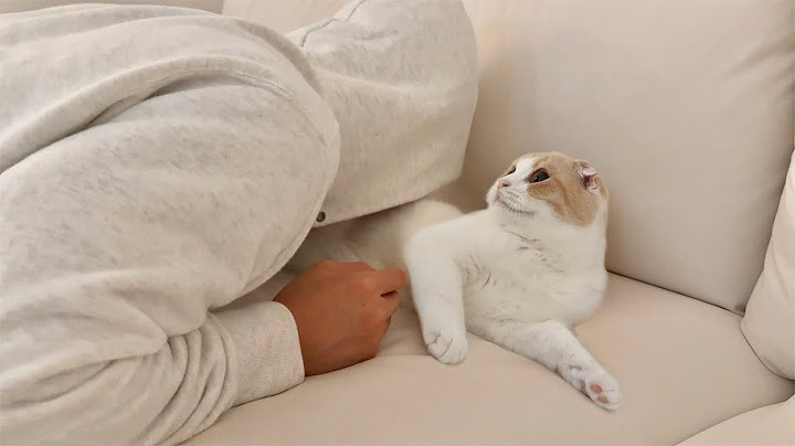 お昼寝してる猫のお腹を我慢できずに猫吸いしたらこうなっちゃいましたwww