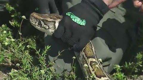 Python population decreasing in the Everglades, officials say