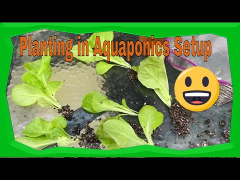 Video: Lettuce ‘Anuenue’ Growing – Mga Tip Para sa Pagtanim ng Anuenue Lettuce Seeds