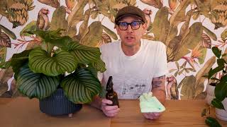 Everything You Ever Needed To Know About The Plant Runner Neem Oil