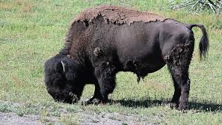 Yellowstone National Park: Grand Prismatic Spring, Fairy Falls overlook, Morning Glory Pool