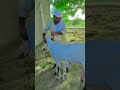 5 lakh ki bakri #goat #pleasesubscribe #goatfarmer