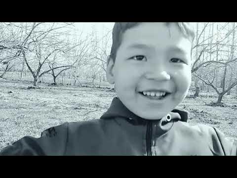 Пенисаға енгізілген шарлар бар.