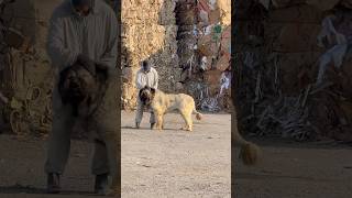 Boomer, ‘Chinese’ Caucasian Shepherd, on a very hot day this past summer.