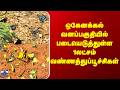 Dharmapuri  || ஒகேனக்கல் வனப்பகுதியில் படையெடுத்துள்ள 1லட்சம் வண்ணத்துப்பூச்சிகள்