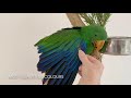 Baby Eclectus Parrot