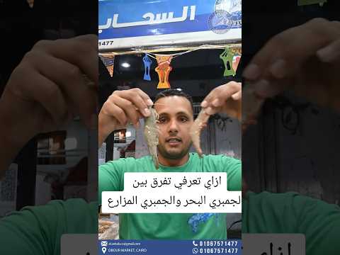 ازاي تعرفي تفرق بين الجمبري البحر والجمبري المزارع