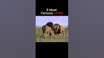 Top 5 Most Famous Lions 🦁 #lions #lion #scarface #king #lionking
