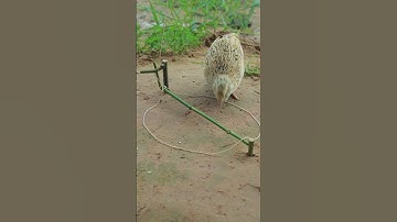 Innovation quail trap DIY #ytshorts #youtube