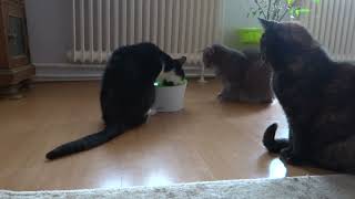 Who is the boss of the cat food bowl!? by Benjamin Tobies 38 views 1 month ago 7 minutes, 11 seconds