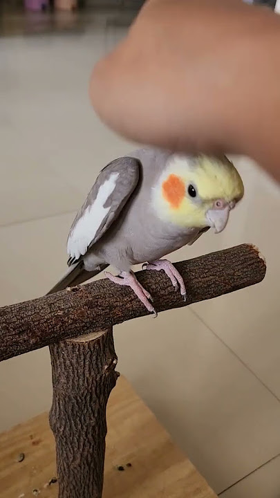 Cockatiel saying Peekaboo. #cockatiel #peekaboo #birds #pets #cockatiels #happy #ozzie #indianpets