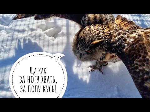 Сова филин Ёль