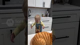 She Cuts A Cat Cake And The Real Cat Goes Absolutely Crazy Calma, É Só Bolo 1