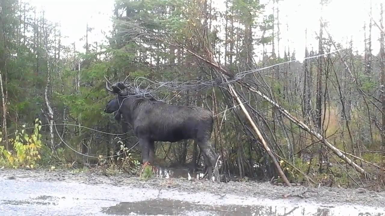 лоухи. лоухи (посёлок городского типа). городишко лоухи. городишко лоухи вконтакте. кестеньга больница новая фото.