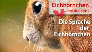 Die Sprache der Eichhörnchen – Hörproben: „Eichhörnisch” screenshot 5