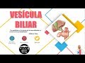 Anatomía - Vesícula Biliar y Conducto Cístico (Porciones, Relaciones, Vasos y Nervios)