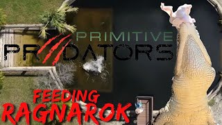 Hand Feeding A 15 Foot CROCODILE!! | Primitive Predators