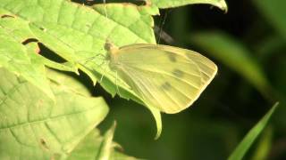 Cabbage White Butterfly (Pieridae: Pieris rapae) Female on Leaf