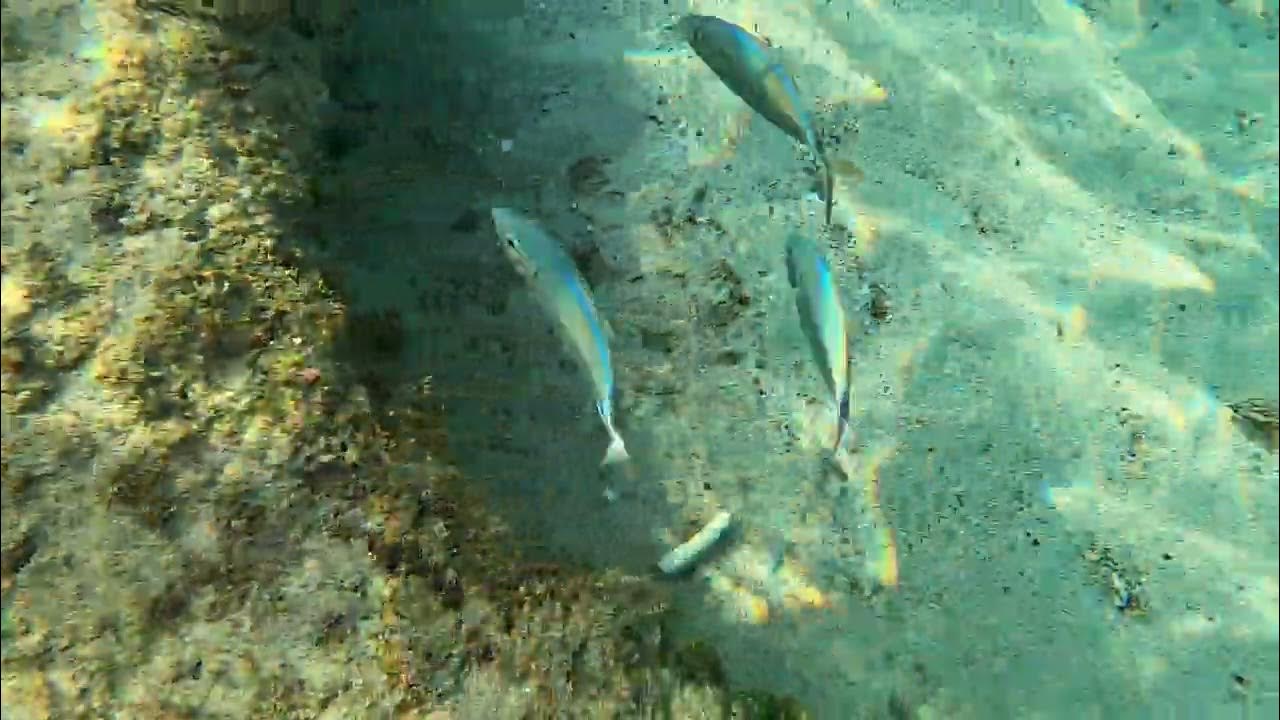 snorkeling in St Croix YouTube