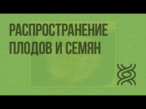 Видео: Все ли цветковые растения приносят плоды?