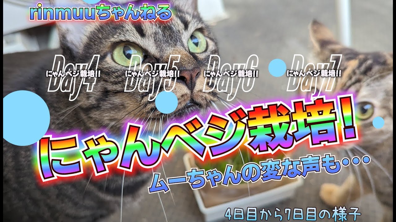 猫草栽培キット「にゃんベジ」を購入しました！【動画あり】day4~day7