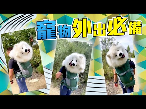 【on.cc東網】背囊有團棉花糖？西摩犬回眸燦笑