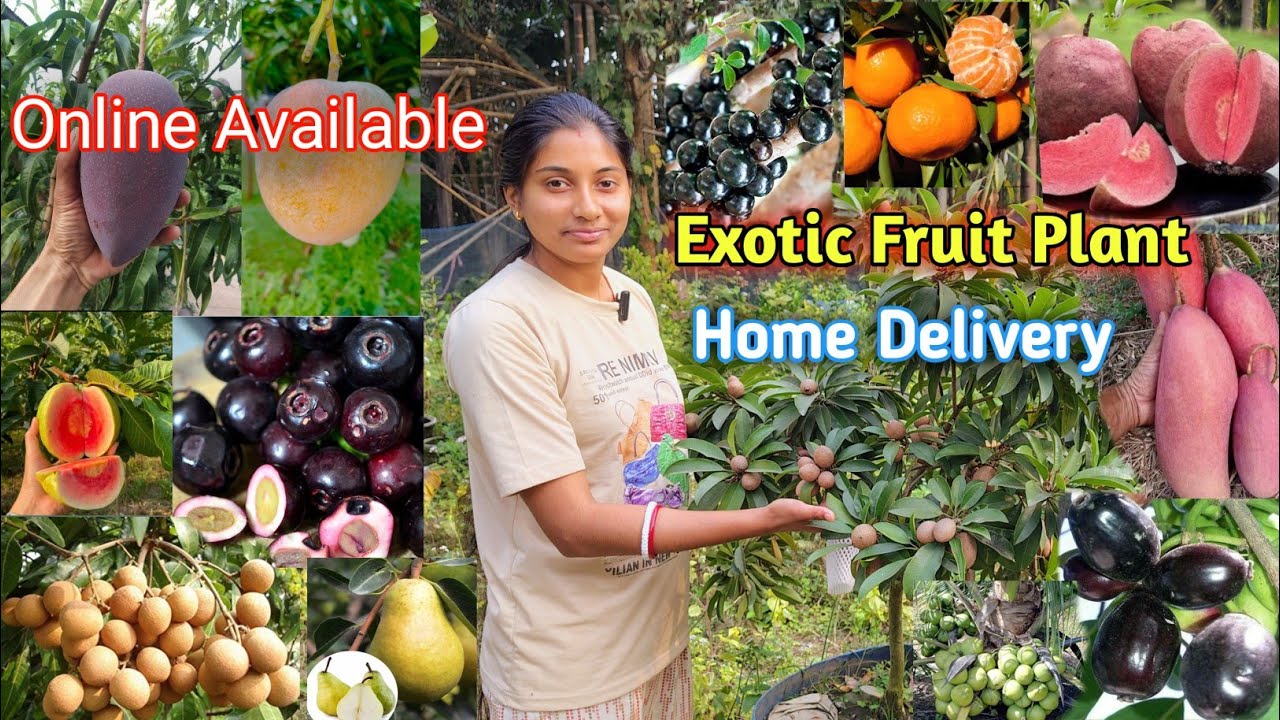 ফল ভর্তি জবোটিকাবা ও নানান ধরনের ফলের গাছ  ||#plantnursery #fruit #theplanthubnursery