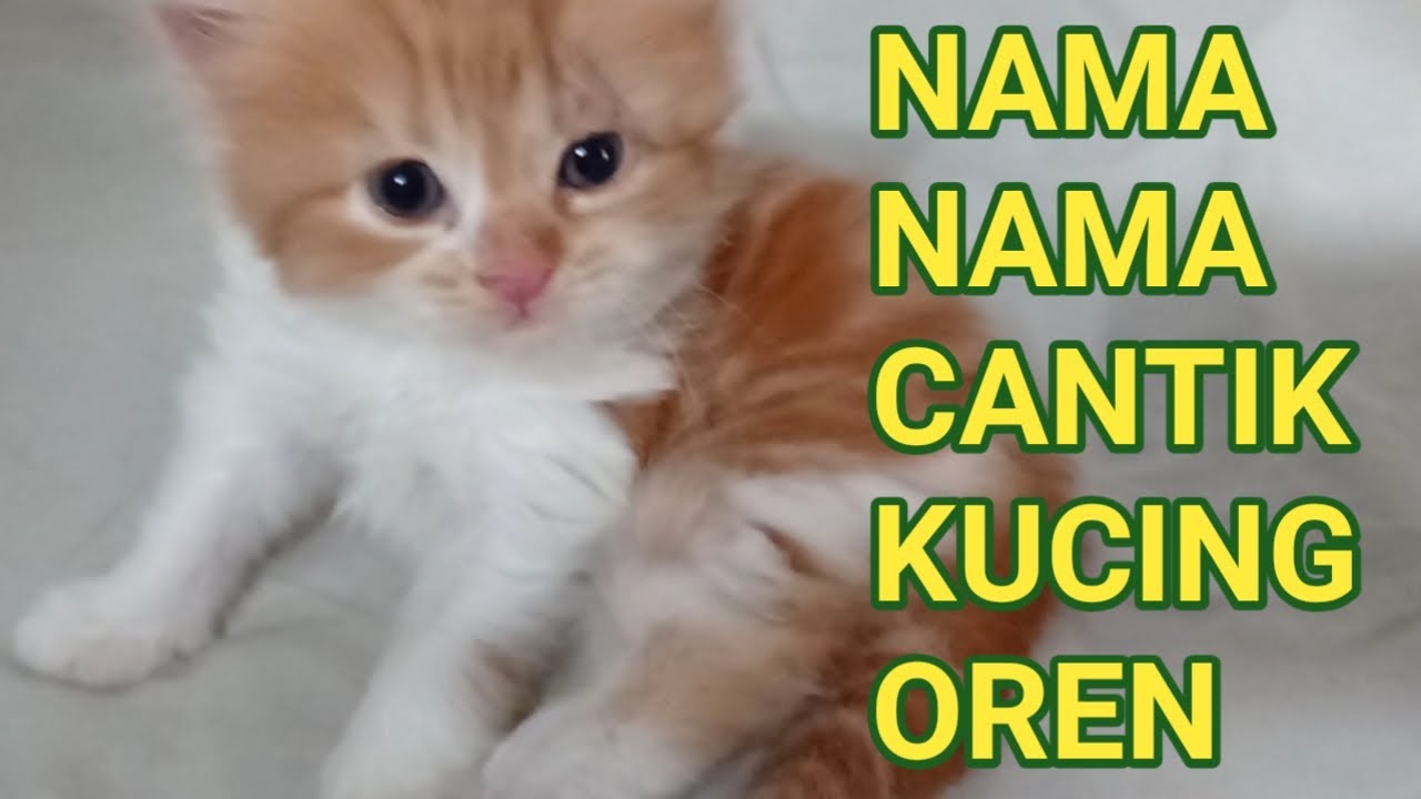 Nama kucing comel