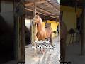 Que animal espetacular, Garanhão mangalarga marchador que pelagem linda!♥️🐎🏡👏🏻👏🏻🤠😍🏇🏻
