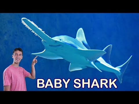 baby-shark-dance---learn-about-all-the-sharks-|-sing-and-dance-with-animal-songs-and-nursery-rhymes