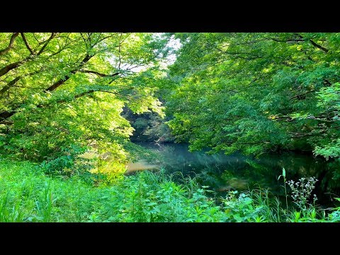 【長池公園】多摩丘陵の面影【この緑深い森でぼくはオバケの恐怖から抜け出した、しかも大人になってから】 Walking TOKYO 4K