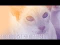 Ideal Companion: Colorpoint Shorthair | Cat Breeding Videos の動画、YouTube動画。