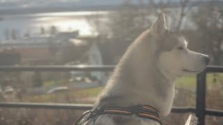 Cute and Funny Siberian Husky compilation video